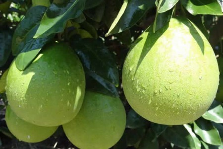 无花果叶可以泡水喝吗 无花果泡水喝的功效